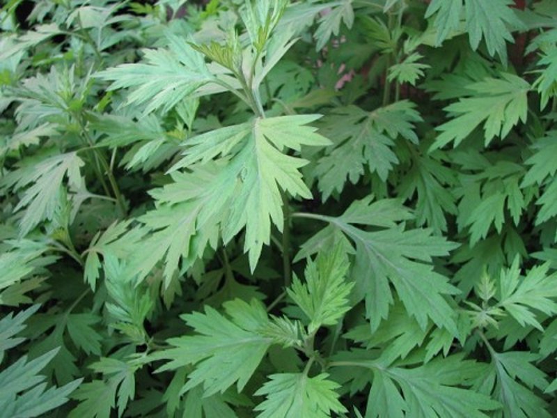 艾草种植：一亩地产量与市场价格